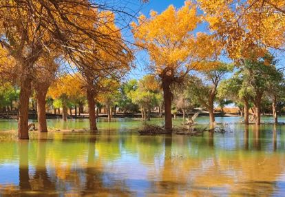 揭秘秋季最佳观赏时间与额济纳旅行社澳门新葡京额济纳旗胡杨林旅游攻略：(图2)