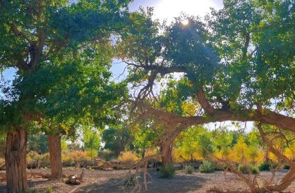 揭秘秋季最佳观赏时间与额济纳旅行社澳门新葡京额济纳旗胡杨林旅游攻略：