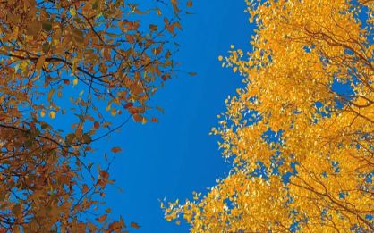 揭秘秋季最佳观赏时间与额济纳旅行社澳门新葡京额济纳旗胡杨林旅游攻略：(图4)