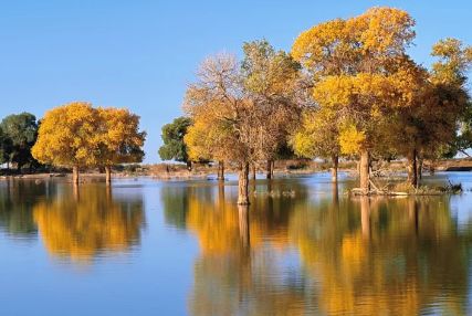 揭秘秋季最佳观赏时间与额济纳旅行社澳门新葡京额济纳旗胡杨林旅游攻略：(图5)