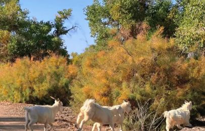 揭秘秋季最佳观赏时间与额济纳旅行社澳门新葡京额济纳旗胡杨林旅游攻略：(图3)